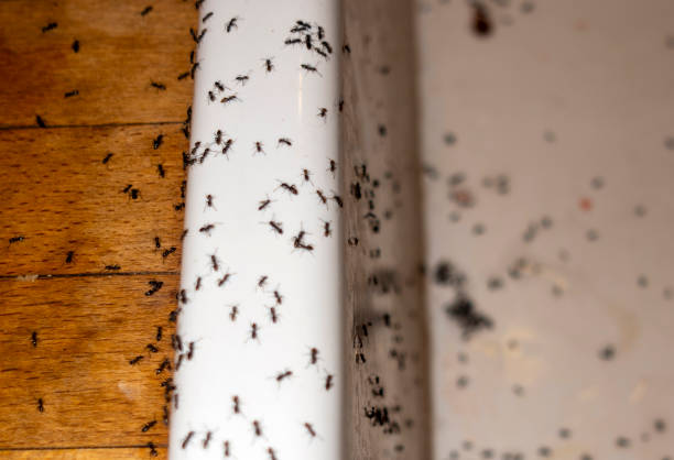 Best Flea Control Services  in North Patchogue, NY