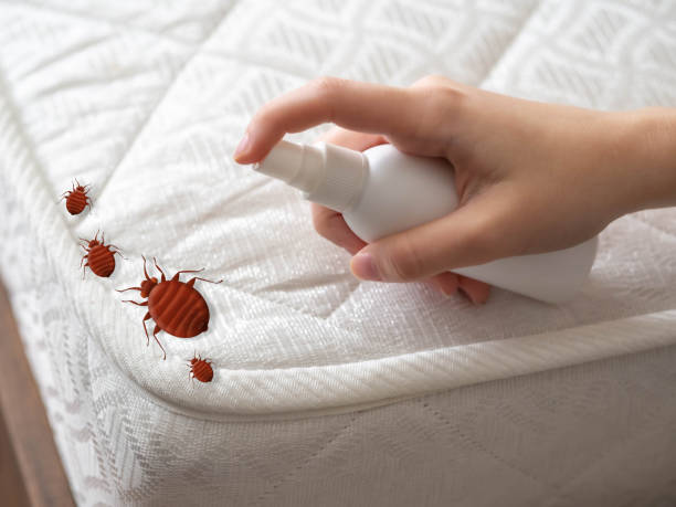 Best Pest Control Treatment  in North Patchogue, NY