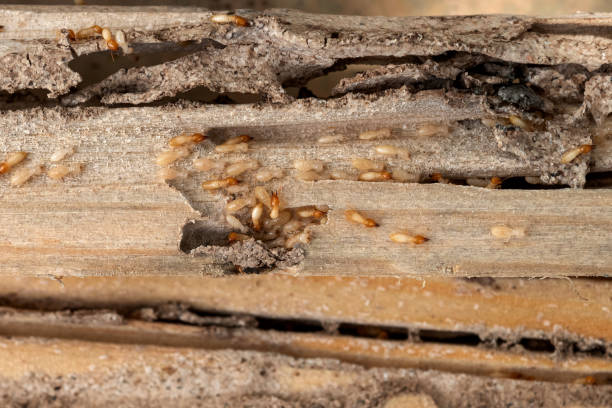 Best Pest Inspection Near Me  in North Patchogue, NY
